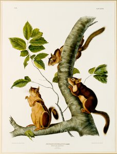 Douglas Squirrel, from the folio The Viviparous Quadrupeds of North America, published in 1845