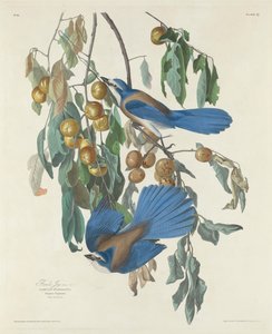 Florida Jays by John James after Audubon