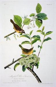 Maryland Yellow Throat, from Birds of America, engraved by Robert Havell