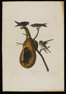 Purple Martin, from Birds of America, engraved by Robert Havell
