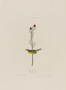 Selbys Fly Catcher, from Birds of America, engraved by Robert Havell