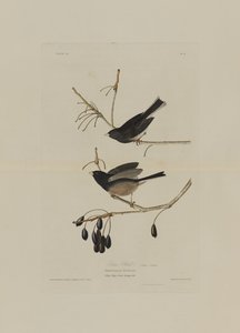 Snow Bird, from Birds of America, engraved by Robert Havell