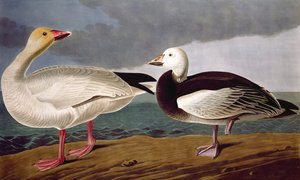 Snow Goose, from Birds of America, engraved by Robert Havell