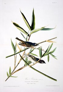 Solitary Flycatcher, from Birds of America, engraved by Robert Havell