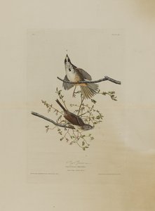 Song Sparrow, from Birds of America, engraved by Robert Havell