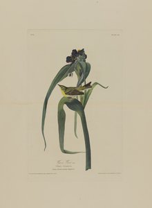 Vigers Vireo, from Birds of America, engraved by Robert Havell