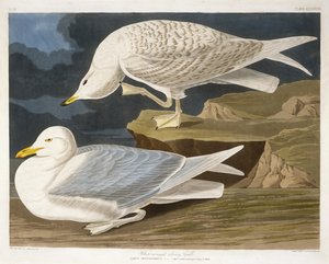 White-Winged Silvery Gull, engraved by Robert Havell, Jr., 1835