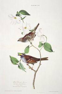 White Throated Sparrow, from Birds of America, engraved by Robert Havell by John James after Audubon