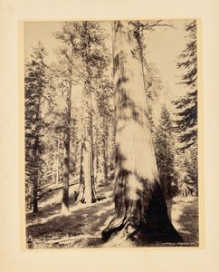 Big Trees, Mariposa, California