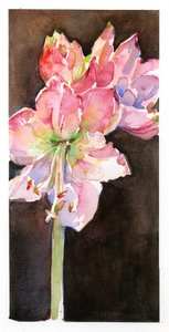 Amaryllis with brown background, 2015