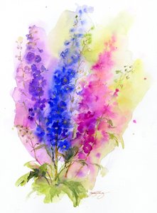 Delphinium, 2016