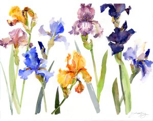 Iris by John Keeling