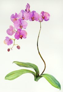 Orchid botanical, 2013 by John Keeling