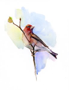 Purple finch
