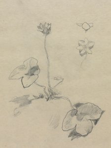 Anemone by John La Farge