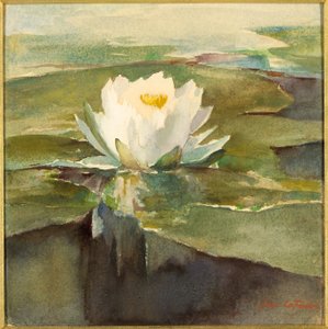 Water Lily in Sunlight
