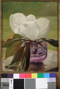 Magnolia Blossom