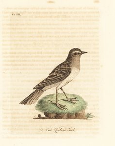Australasian pipit, Anthus novaeseelandiae. Handcoloured copperplate drawn and engraved by John Latham from his own A General History of Birds, Winchester by John Latham