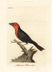 Black-billed Barbet, Lybius guifsobalito (Abyssinian Plant-cutter, Loxia tridactyla). Handcoloured copperplate drawn and engraved by John Latham from his own A General History of Birds, Winchester by John Latham