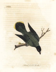 Black-headed Bulbul. Handcoloured Copperplate by John Latham from A General History of Birds, Winchester by John Latham
