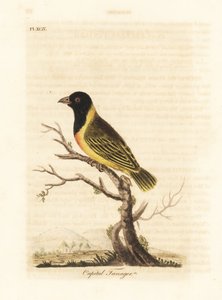 Black-headed yellow-collared weaver, Ploceus melanocephalus capitalis (Capital tanager, Tanagra capitalis). Handcoloured copperplate drawn and engraved by John Latham from his own A General History of Birds, Winchester
