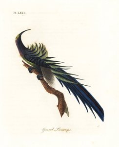 Black Sicklebill. Handcoloured Copperplate by John Latham from A General History of Birds, Winchester