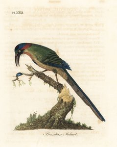 Blue-crowned motmot, Momotus momota (Brasilian motmot, Momotus brasiliensis) by John Latham