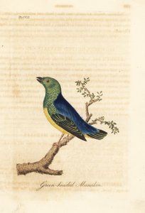 Blue-naped chlorophonia, Chlorophonia cyanea (Green-headed manakin, native to South America). Handcoloured copperplate drawn and engraved by John Latham from his own A General History of Birds, Winchester by John Latham
