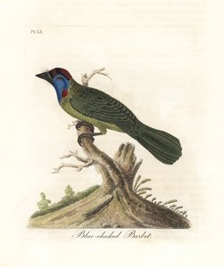 Blue-throated or mountain barbet, Psilopogon asiaticus. Handcoloured copperplate drawn and engraved by John Latham from his own A General History of Birds, Winchester by John Latham