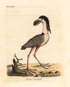 Boat-billed heron, Cochlearius cochlearius. Handcoloured copperplate drawn and engraved by John Latham from his own A General History of Birds, Winchester by John Latham