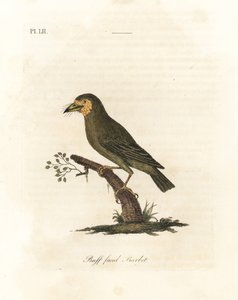 Brown-headed Barbet, Megalaima zeylanica? (Buff-faced Barbet, Bucco lathami). From a Specimen Labeled Megalaima lathami in the British Museum. Handcoloured Copperplate Drawn and Engraved by John Latham from His Own A General History of Birds, Winchester by John Latham