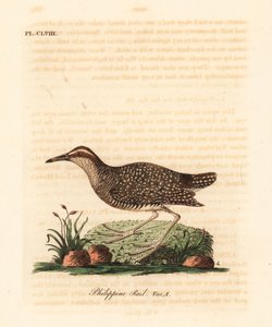 Buff-banded rail, Gallirallus philippensis. Handcoloured copperplate drawn and engraved by John Latham from his own A General History of Birds, Winchester by John Latham