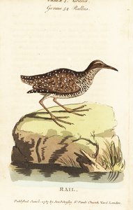 Buff-banded rail, Gallirallus philippensis