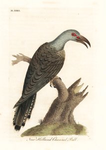 Channel-billed cuckoo, Scythrops novaehollandiae (Australasian channel-bill, Psittaceous hornbill). Handcoloured copperplate drawn and engraved by John Latham from his own A General History of Birds, Winchester by John Latham