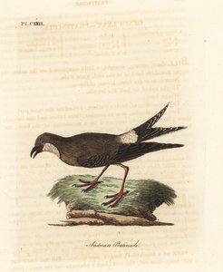 Collared Pratincole. Handcoloured Copperplate by John Latham from A General History of Birds, Winchester by John Latham