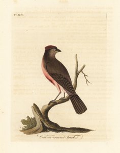 Common Redpoll, Carduelis flammea (Crimson-crowned Finch, Fringilla flammea). Handcoloured Copperplate Drawn and Engraved by John Latham from His Own A General History of Birds, Winchester by John Latham