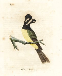 Crested Shrikepetit. Handcoloured Copperplate by John Latham from A General History of Birds, Winchester