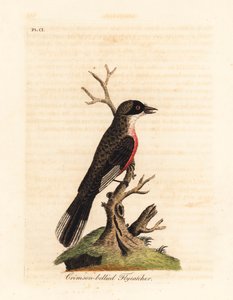 Crimson-bellied Flycatcher, Muscicapa coccinigastra. Unknown Species of Bird Copied from an Illustration by the Port Jackson Painter. Handcoloured Copperplate Drawn and Engraved by John Latham from His Own A General History of Birds, Winchester by John Latham