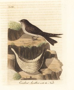 Edible-nest Swiftlet and Nest. Handcoloured Copperplate by John Latham from A General History of Birds, Winchester by John Latham