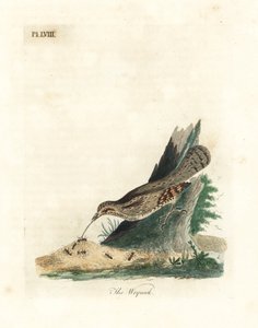 Eurasian Wryneck. Handcoloured Copperplate by John Latham from A General History of Birds, Winchester by John Latham