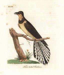 Fan-tailed cuckoo, Cacomantis flabelliformis (Fan-tailed cuckow, Cuculus flabelliformis) by John Latham