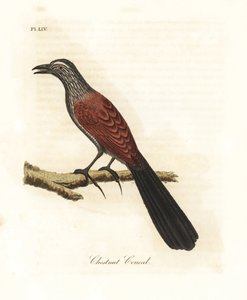 Greater Coucal or Crow Pheasant, Centropus sinensis (Chestnut Coucal). Handcoloured Copperplate Drawn and Engraved by John Latham from His Own A General History of Birds, Winchester