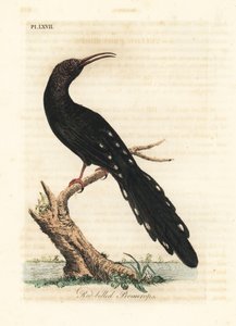 Green Wood Hoopoe, Phoeniculus purpureus (Red-billed Promerops, Upupa erythrorynchos). Handcoloured copperplate drawn and engraved by John Latham from his own A General History of Birds, Winchester by John Latham
