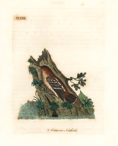 Guianan Street-antwren. Handcoloured Copperplate by John Latham from A General History of Birds, Winchester by John Latham