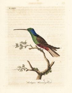 Harlequin Hummingbird, Trochilus Multicolor by John Latham