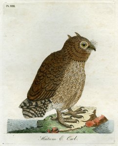 Hutum Owl, 1821 by John Latham