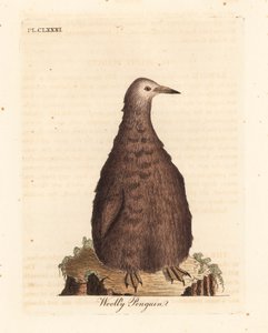 King Penguin, Aptenodytes Patagonicus, Juvenile (Woolly Penguin) by John Latham