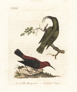 Lesser akialoa, Hemignathus obscurus (extinct) and cardinal myzomela, Myzomela cardinalis. Handcoloured copperplate drawn and engraved by John Latham from his own A General History of Birds, Winchester by John Latham