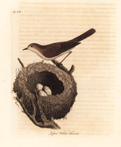 Lesser Whitethroat with Nest and Eggs. Handcoloured Copperplate by John Latham from A General History of Birds, Winchester by John Latham