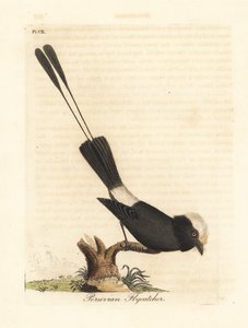 Long-tailed tyrant, Colonia colonus. Handcoloured copperplate drawn and engraved by John Latham from his own A General History of Birds, Winchester by John Latham